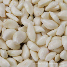 Fresh garlic seeds wholesale seasoning sterilization